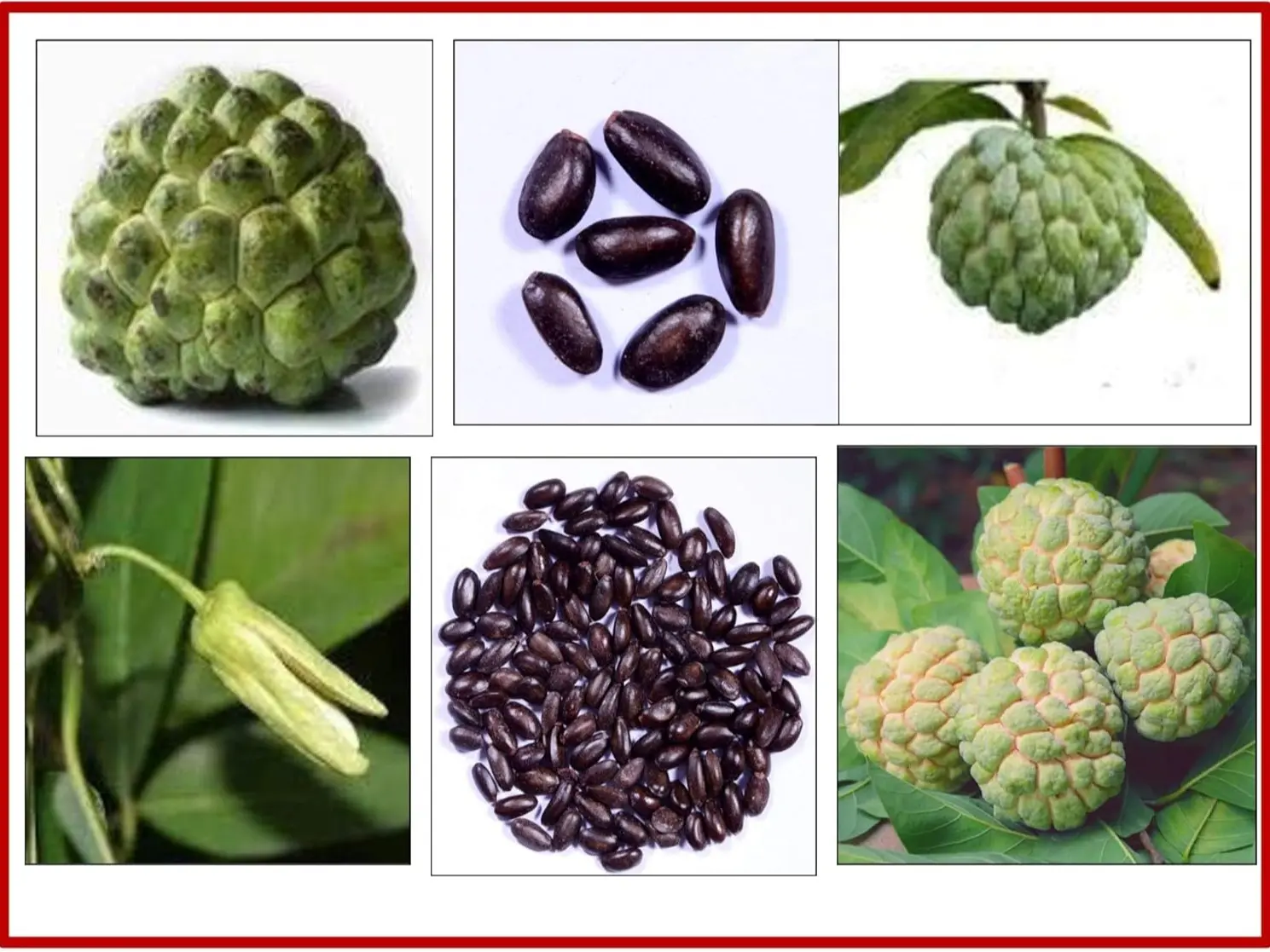 10+/20+ Sugar Apple Seeds, Custard Apple, Annona squamosa - Tropical Exotic Delicious Sweet Fruits - Organic Non-GMO Fruit Seeds - Great Gardening Gift