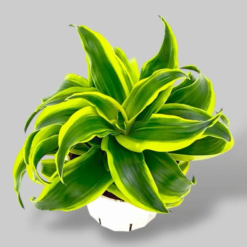 Dracaena Tornado, 4 Inch Pot, Live Plant - TikTok Shop