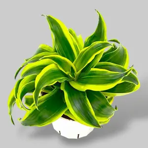Dracaena Tornado, 4 Inch Pot, Live Plant