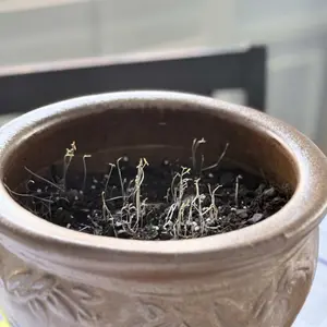 800pcs Black Purple Hosta Seeds Perennials with Deep Foliage, Easy to Grow for Bold Garden all season