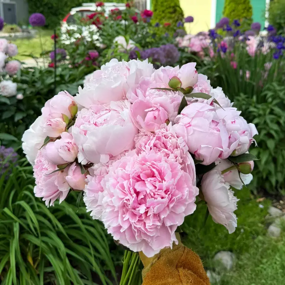 Sarah Bernhardt Peony Bare Roots - Fragrant Soft Pink Double-Bloom Perennial Tubers, Cold-Hardy Deer-Resistant Outdoor Garden Flower Roots for Planting & Cut Flower Arrangements