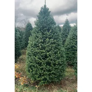 7 Foot Premium Balsam Fir Christmas Tree