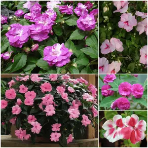 100+ 800 Impatiens Balsam Seeds for Planting