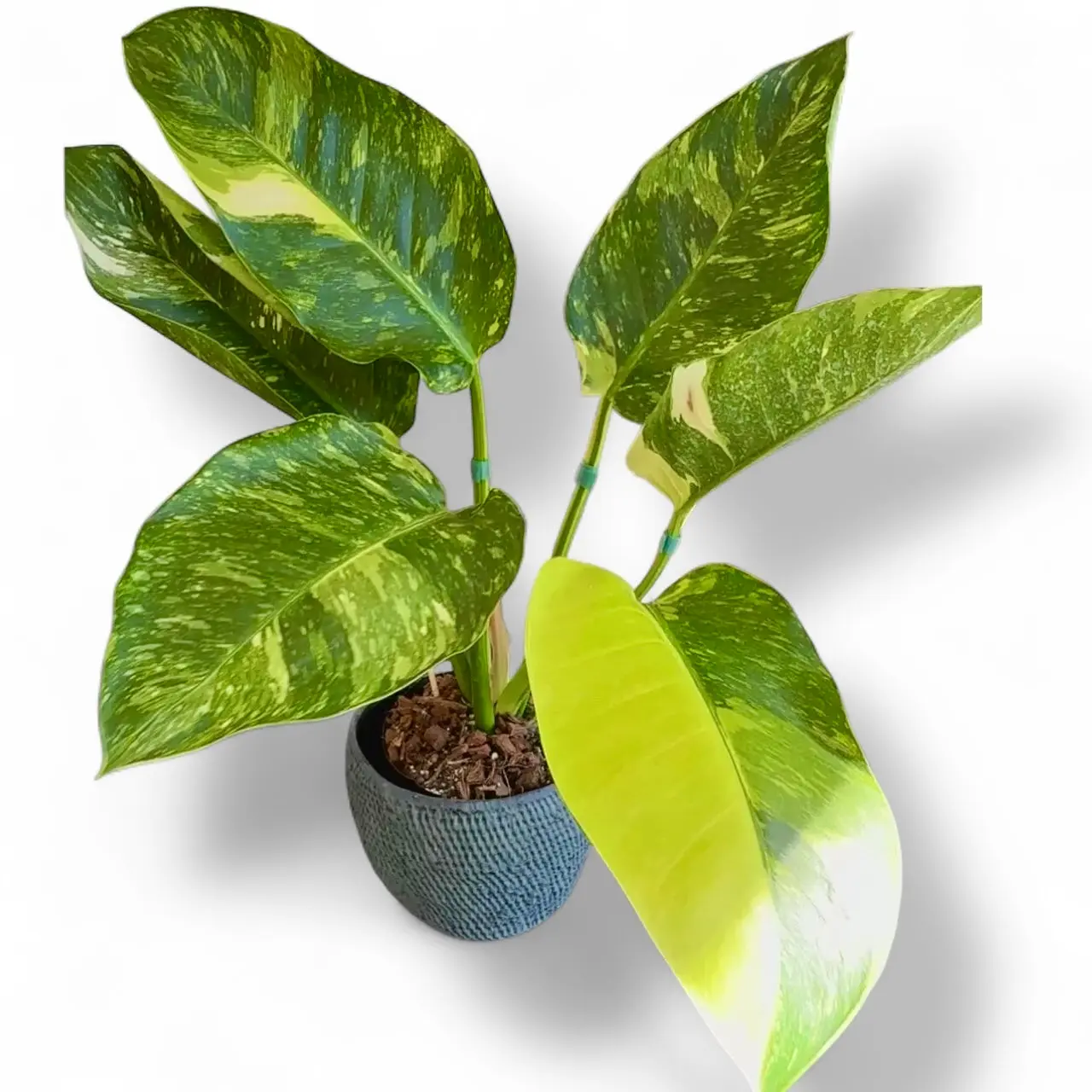 Philodendron Green Congo Nuclear variegated