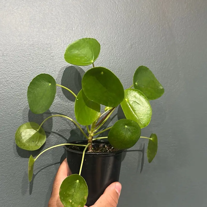 Chinese Money Plant - Pilea peperomioides 4” Pot
