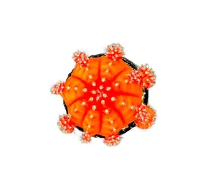 Moon Cactus Orange, 2.5 inch, Gymnocalycium mihanovichii freidrichii, Live Grafted Cactus Plant, Succulent, Indoor Plant, Drought Tolerant