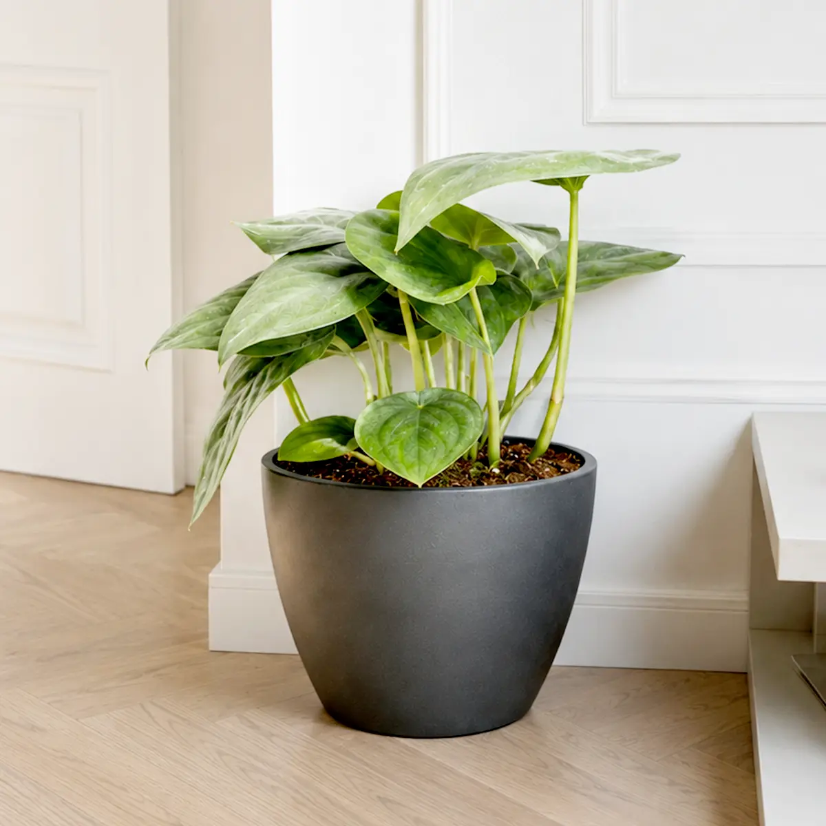 Scindapsus Platinum Java