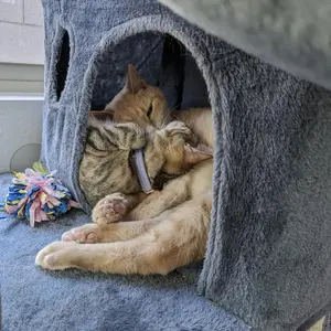 background preload poster image 