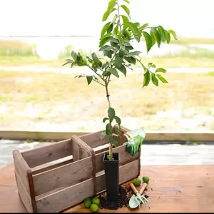 Key Lime Tree Dwarf Plant Citrus GRAFTED Fragrant 2-4ft. Ships To All States
