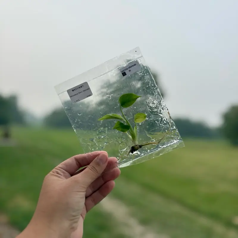 Devil Monster Tissue Culture