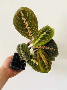 Maranta Leuconeura 'Red' - Red Prayer Plant - 3" Pot