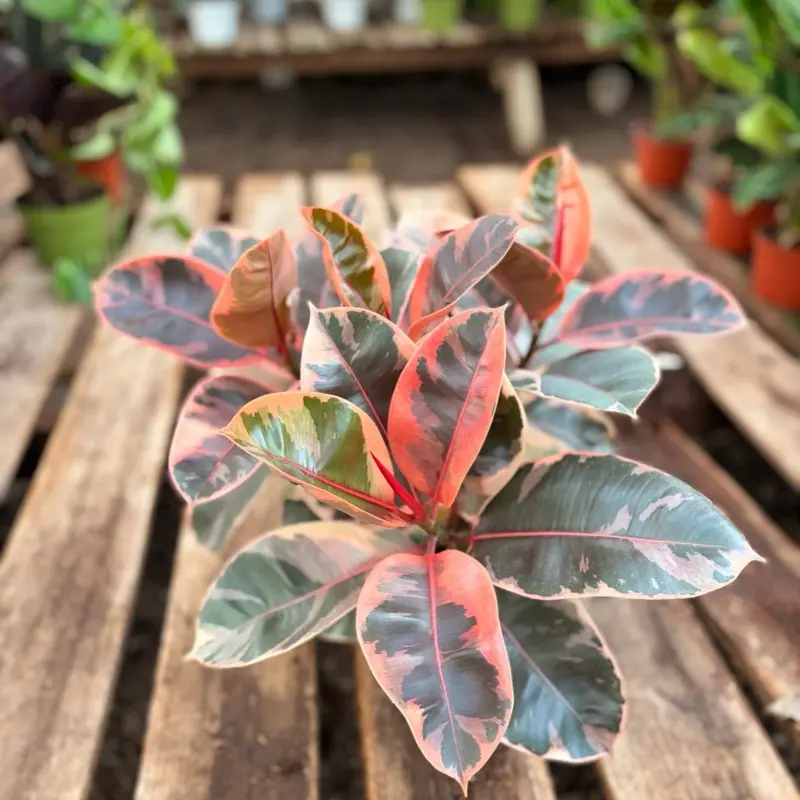 House decor-ficus ruby 6inch potted live plants -1-2ft tall Decorative  Ornaments