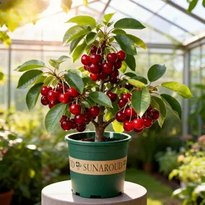 Heirloom Non-GMO Cherry Live Plant Seedlings – Compact Dwarf Cherry Fruit Trees for Home Garden, Patio & Containers | Easy to Grow Starter Tree for Beginners | Ideal for Home Orchards, Backyard Gardening & Edible Landscaping