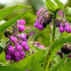 True Comfrey 30 Seeds (Symphytum officinale) Non GMO, Heirloom - Made in USA
