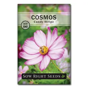 Candy Stripe Cosmos Candy Stripe Cosmos