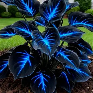 800pcs Hosta Seeds Low Maintenance Perennial Garden Plant