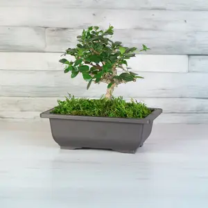 Fukien Tea Tree Bonsai