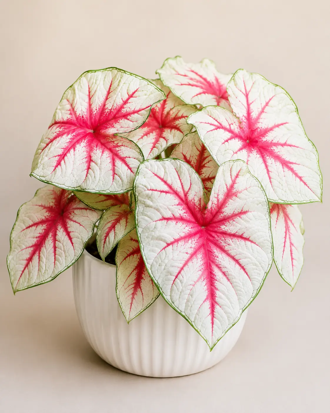 2 Fiesta Caladium Bulbs – White & Pink Fancy Leaf Tropical Plants – Large Heart-Shaped Foliage – Easy Summer Garden & Patio Accent