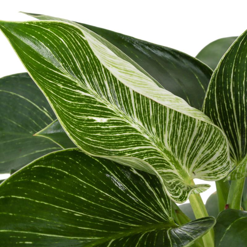 Philodendron Birkin | medium