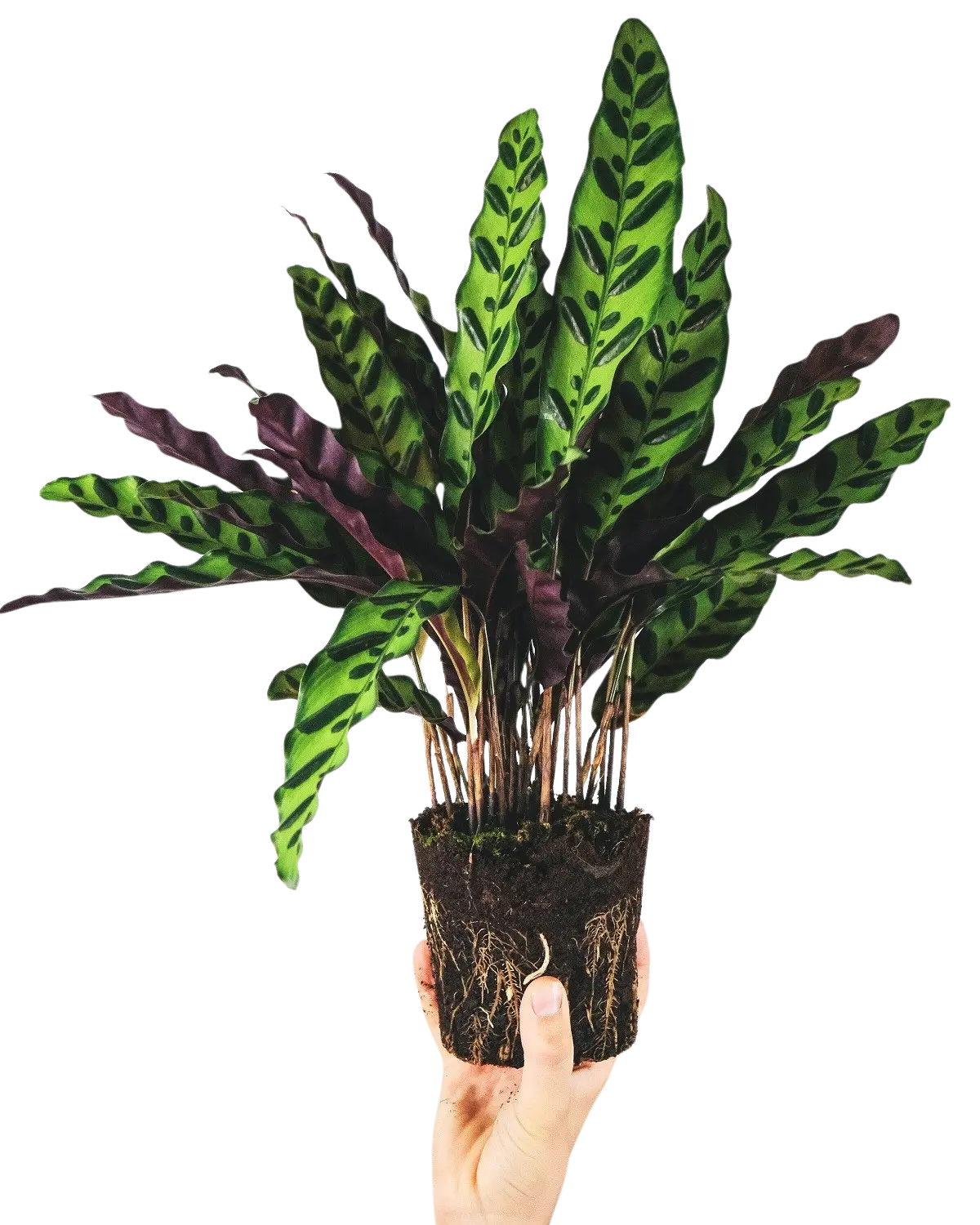 LJ Plant Nursery - Rattle Snake (CALATHEA LANCIFOLIA) in a 4'' Pot
