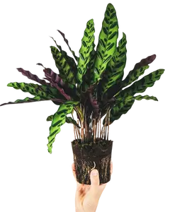 LJ Plant Nursery - Rattle Snake (CALATHEA LANCIFOLIA) in a 4'' Pot