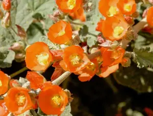 Sphaeralcea ambigua | Globe Desert Mallow | 10_Seeds