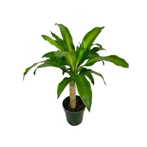 Dracaena Massangeana Cane Corn Plant - Live Plant in a 6 Inch Pot - Dracaena Fragrans - Beautiful Easy Care Air Purifying Indoor Houseplant