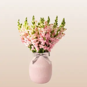 Snapdragon Light Pink 70cm Pack 120 Stems - Elegant Two-Toned Watermelon & Bubblegum-Pink Effect for Outdoor Spaces