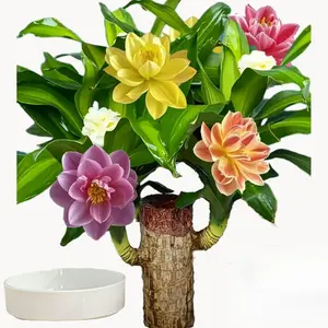 Brazilian Lucky Wood Plant,Fortune Brazil Wood Potted Plant ,Mini Brazil Decoration, Mini Brazil Woods Indoor/Outdoor for Desk Decoration Home Office Decoration