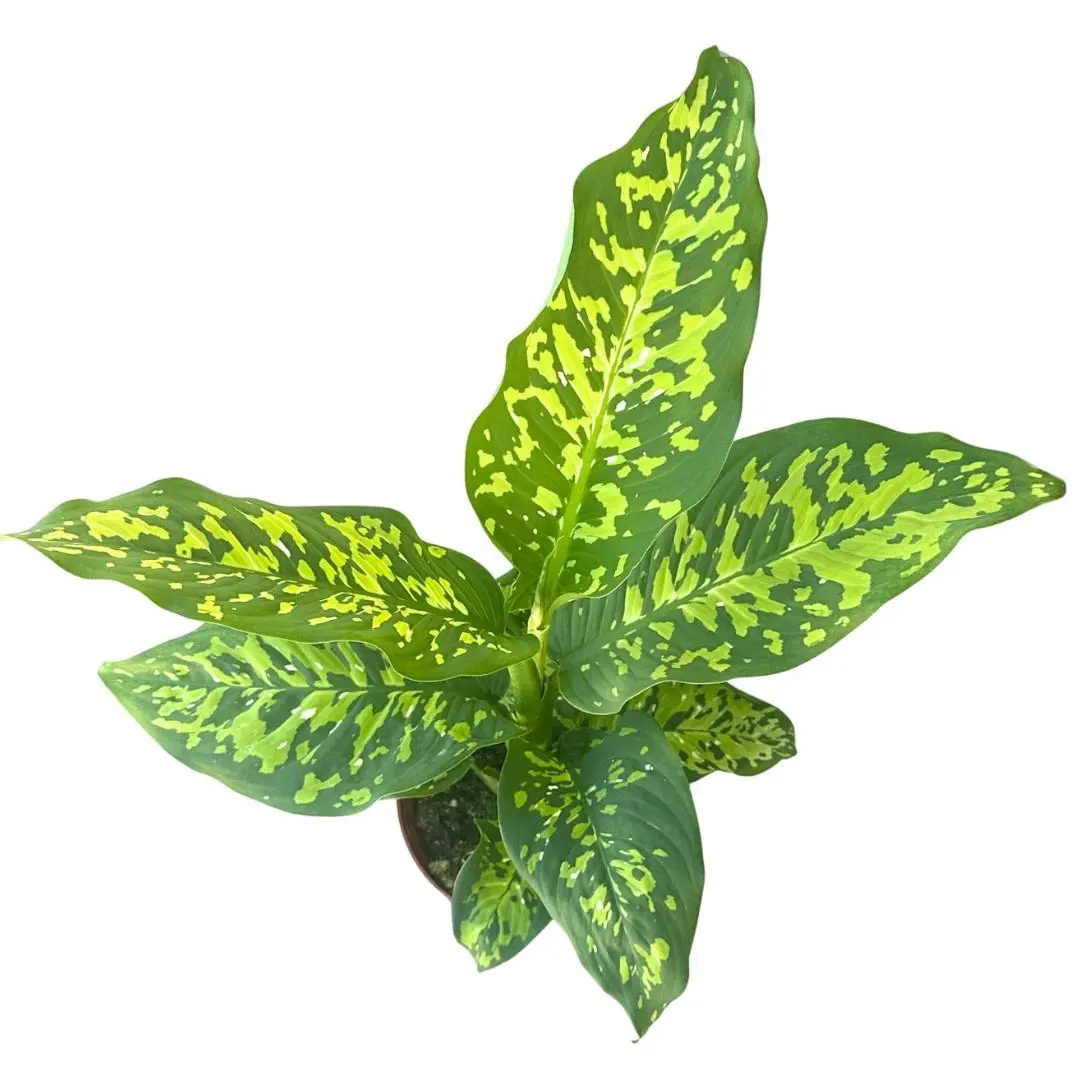 6" Dieffenbachia Cheetah – Live Plant