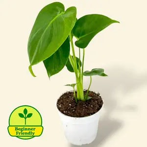 Monstera Deliciosa 4” - Fast Growing Easy Care House Plant