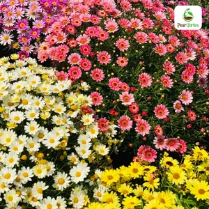 PearVortex Pyrethrum Daisy Seeds - 300+ Seeds for Vibrant Garden Blooms - Perfect for Flower Gardens & Outdoor Decor