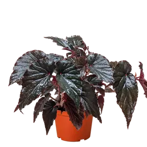 Begonia 'Black Magic' - Deep Green-Black Angel Wing Leaves with Red Undersides - Striking Plant for Home Decor
