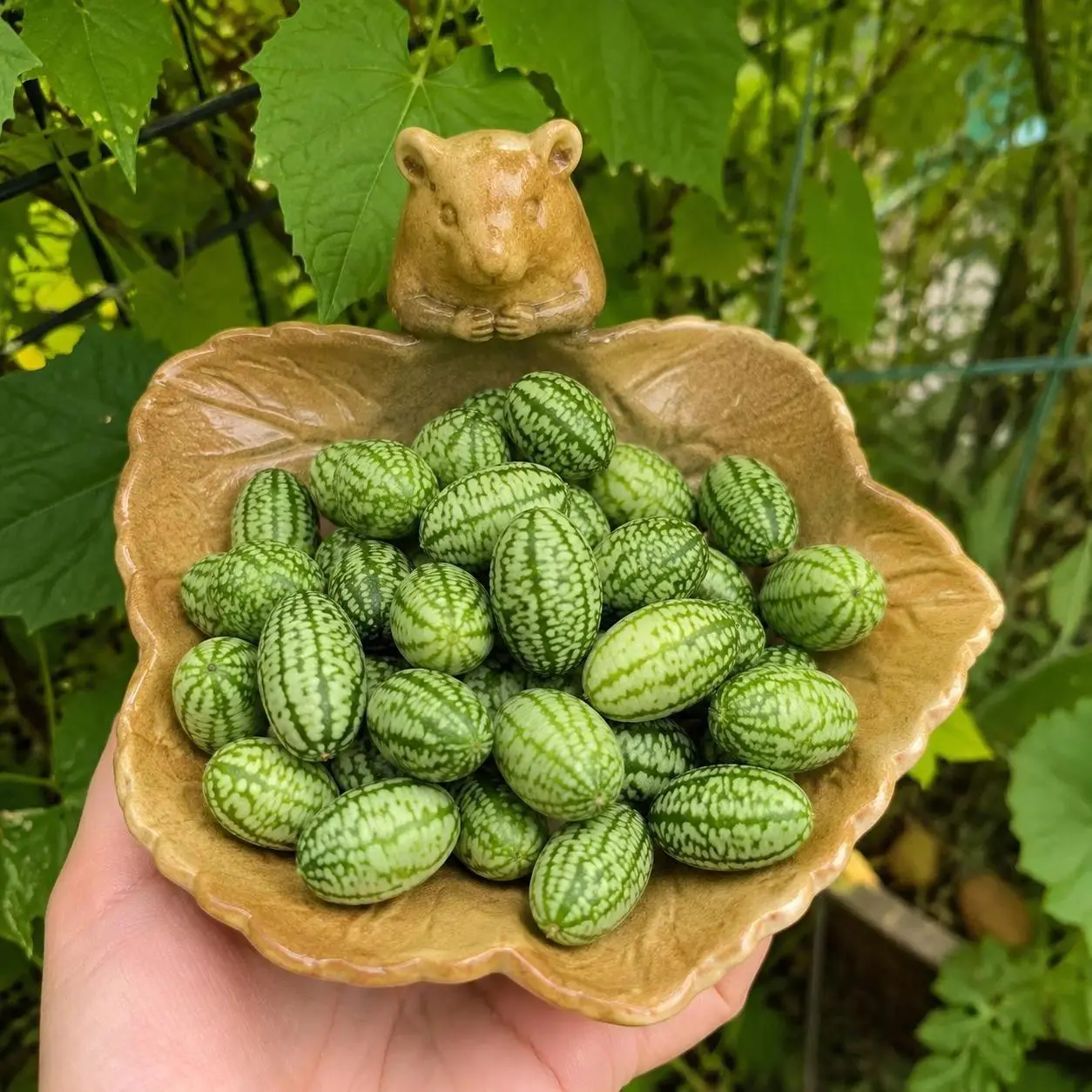 70pcs Cucamelon Seeds - 70 Seeds for Home Garden, Grow Bite-Sized Produce for Snacks & Pickles, Ideal for Pickle Containers, Mini Mexican Sour Gherkin Watermelon-Like Cucumbers