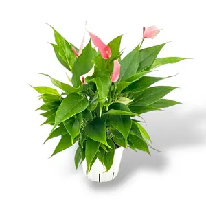 Anthurium Pink Lilli, 4 Inch Pot, Flowering Live Plant, Easy Care