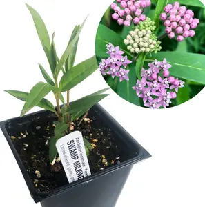 Swamp Milkweed Plant, (Asclepias incarnata) 2.5 inch pot