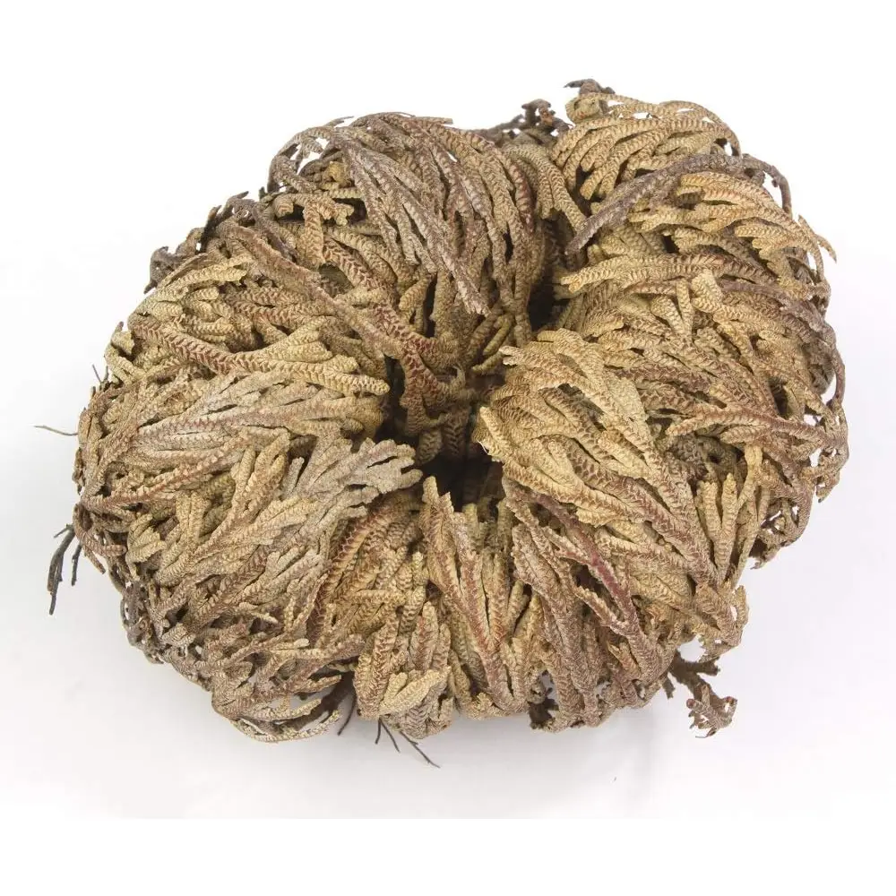 Rose of Jericho (1 Flower) – The Resurrection Plant for Love and Renewal