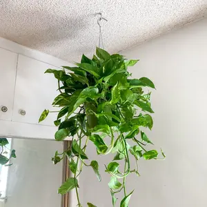 Hanging Golden Potho 6-inch Potted Live Plant Large Full Indoor Decor Collection for Room Ceiling Home Nature Fruit Gift Ornaments