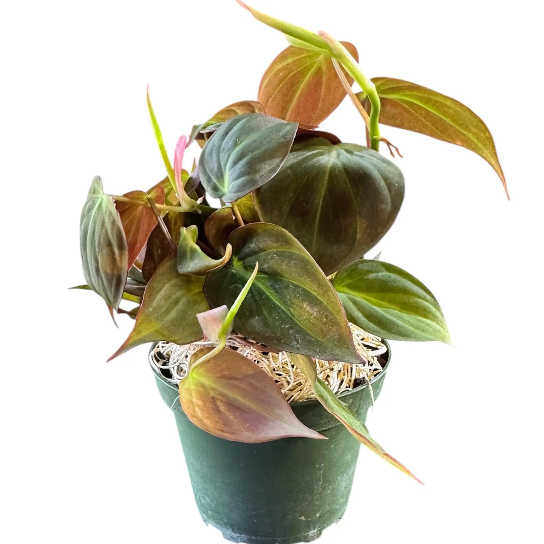 Tofu's Tanks Velvet Philodendron - can grow with roots in aquarium and leaves in air or as an ordinary potted plant