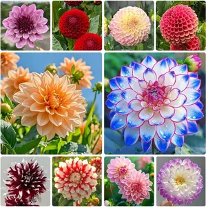 200PCS Mixed Dahlia Seeds for Planting | Non-GMO Flower Seeds, Easy to Grow & Low Maintenance, Suitable for Containers, Flower Beds and Borders, Ideal for Cut Flowers and Home Garden Use, Pollinator-Friendly