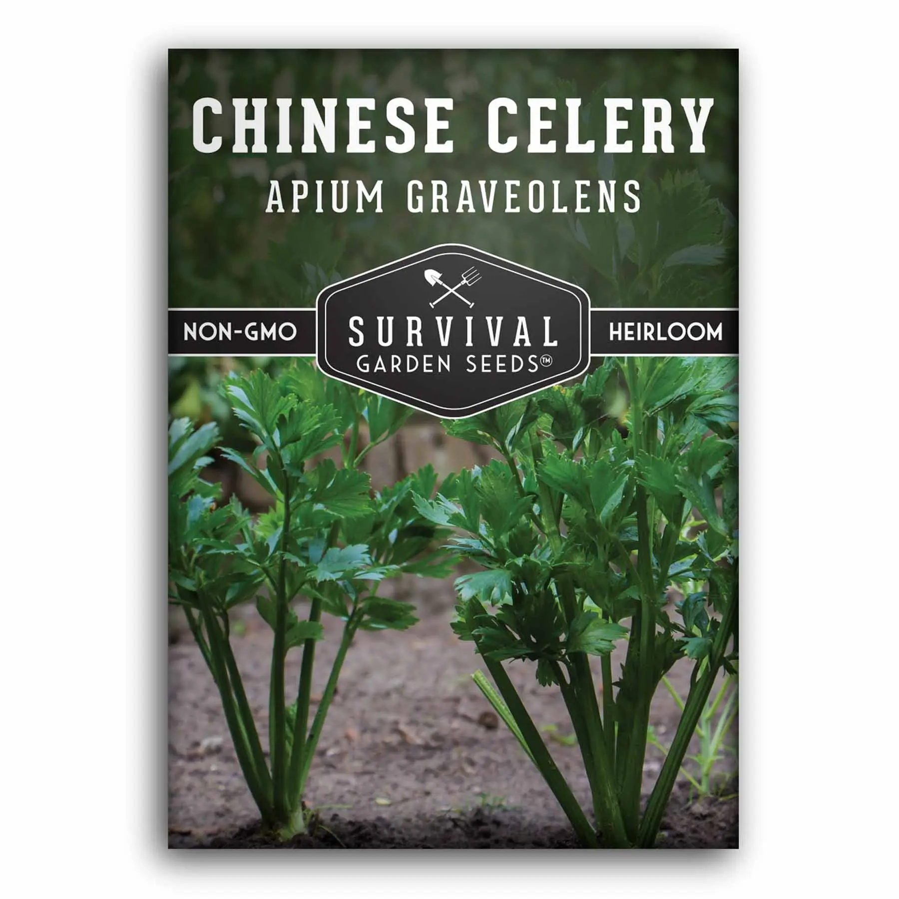 Chinese Celery Seed for Planting - High Quality Seeds