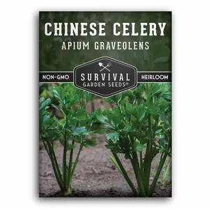 Chinese Celery Seed for Planting - High Quality Seeds