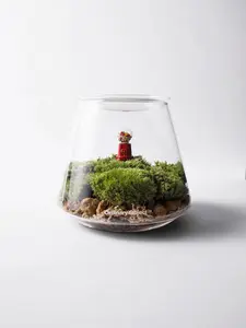 Moss Jar | Live Moss Terrarium Kit | Modern Home Decor | Unique Plant Gift in Glass Jar