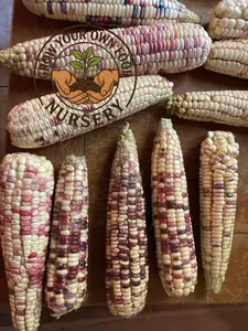 Open Pollinated,Heirloom Corn, Semilla de Elote de Maiz Pinto Mexicano Precoz 50 Non GMO Seeds