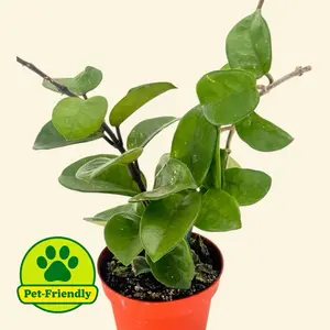 Hoya Chelsea 4” - Flowering Vining Pet Safe House Plant
