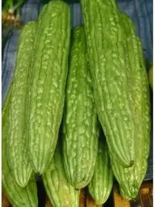 25 Long Bitter Melon Seeds - Khổ Qua Mỡ Trái Dài - Up to 16 inches Fast Growing. Bitter Gourd, Bitter Squash, Balsam Pear, Kyushu, Karela, Goya, Paval, Ampalaya, Vietnamese Bottle Gourd