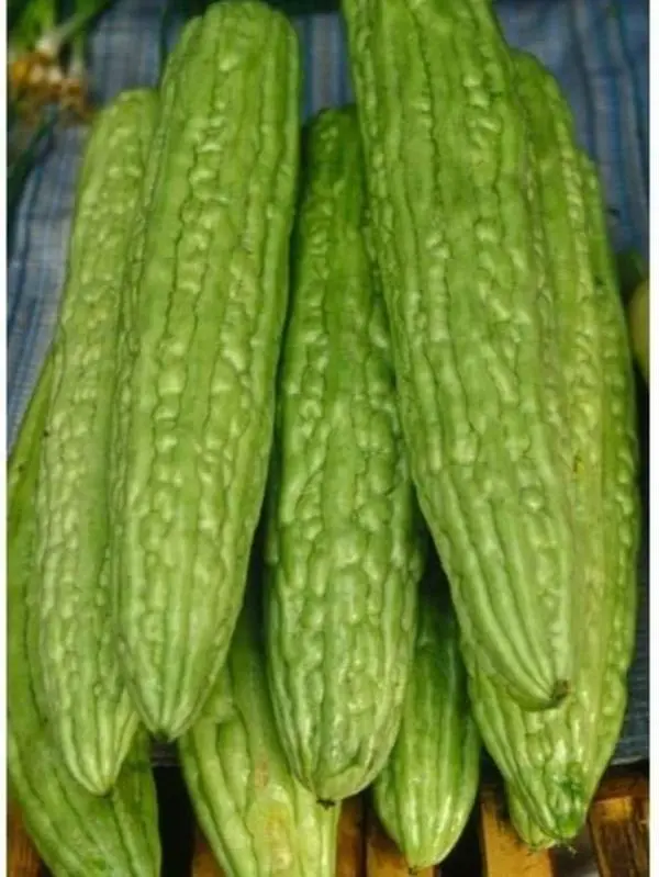 25 Long Bitter Melon Seeds - Khổ Qua Mỡ Trái Dài - Up to 16 inches Fast Growing. Bitter Gourd, Bitter Squash, Balsam Pear, Kyushu, Karela, Goya, Paval, Ampalaya, Vietnamese Bottle Gourd