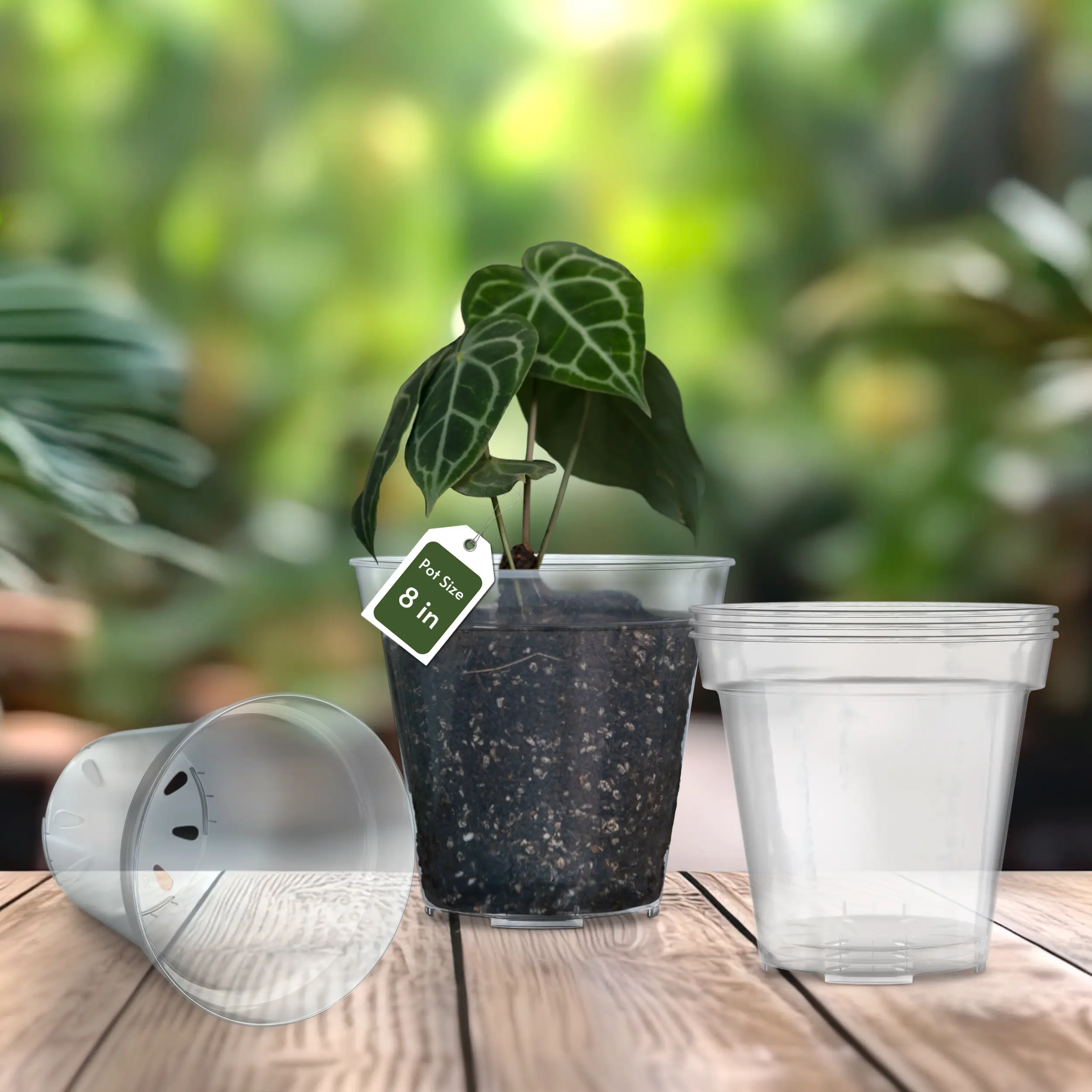 8 inch Clear Nursery Pots for Large-Sized Plants | karenplantsplants 8 inch Clear Nursery Pots for Large-Sized Plants | karenplantsplants