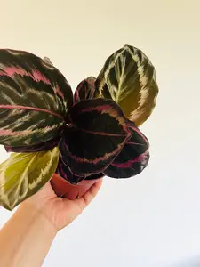 Calathea Black Sun - Peacock Plant - Starter Plant - Black Plants - 3” Pot