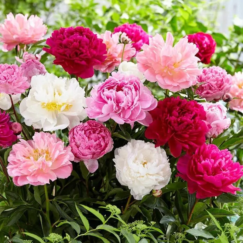 Mixed Peony Seeds for Planting - 200 Peony Seeds Non-GMO Heirloom Seeds - Attracts Butterflies Pollinators